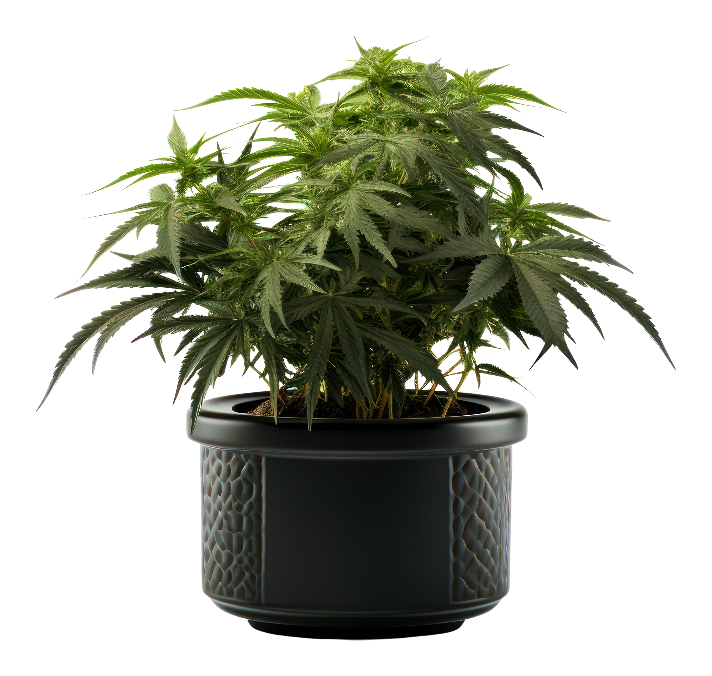 For Fresh Decs Ai Plat